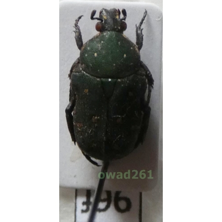Glycyphana cuculus Burmeister, 1842 Philippines96f